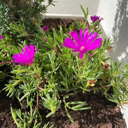 Botica Casa de hóspedes 4*