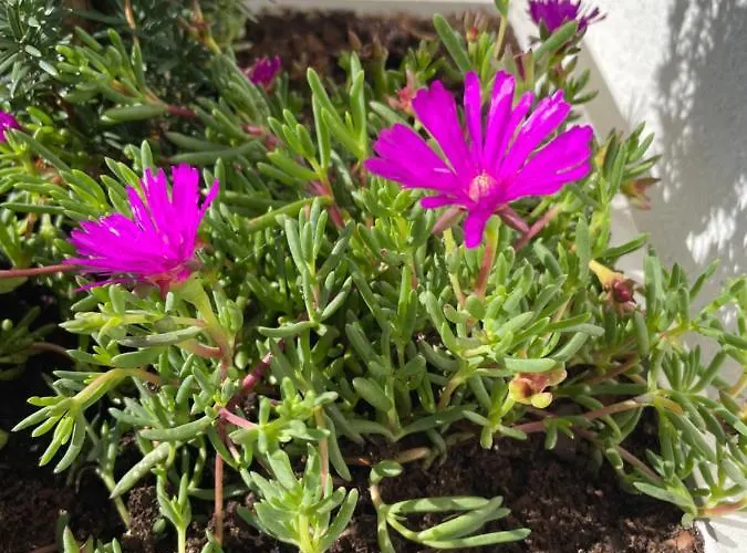 Botica Casa de hóspedes 4*